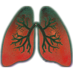 lung-4051083_1920