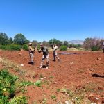 DİYARBAKIR'DA DEV UYUŞTURUCU OPERASYONU: 2,5 MİLYON KÖK KENEVİR ELE GEÇİRİLDİ, 26 KİŞİ GÖZALTINA ALINDI