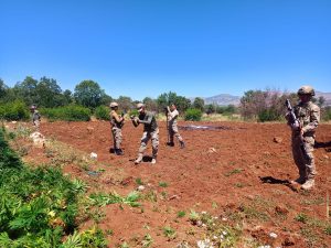 DİYARBAKIR'DA DEV UYUŞTURUCU OPERASYONU: 2,5 MİLYON KÖK KENEVİR ELE GEÇİRİLDİ, 26 KİŞİ GÖZALTINA ALINDI