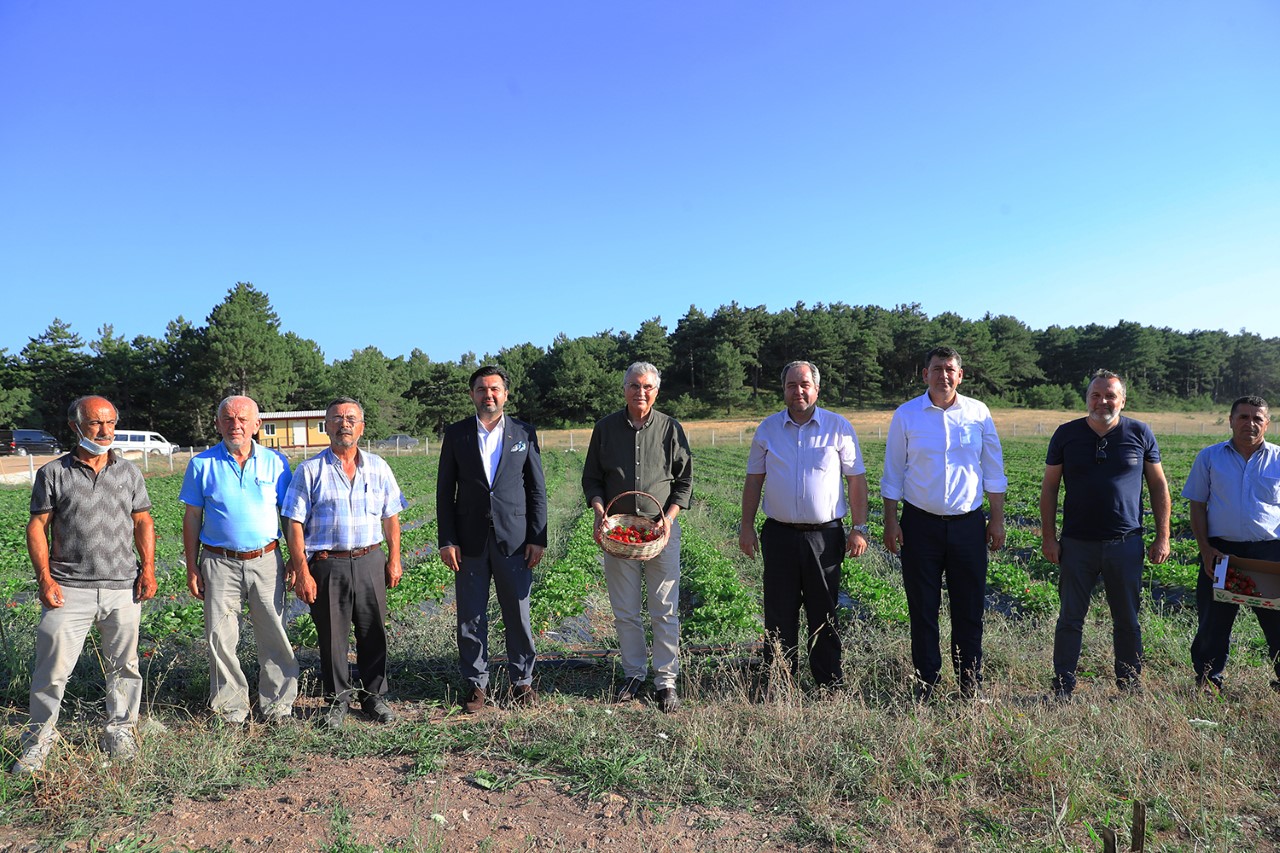 El emeği çileklerimiz i