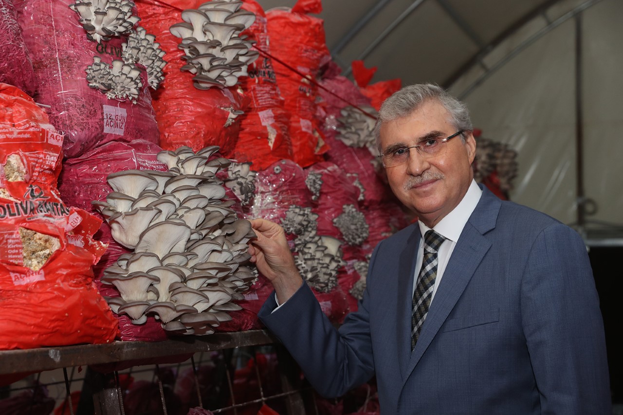 “İstiridye mantarı ür