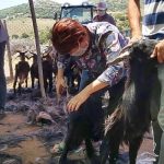 karaburunda-kirkim-senligi-26-haziranda.jpg