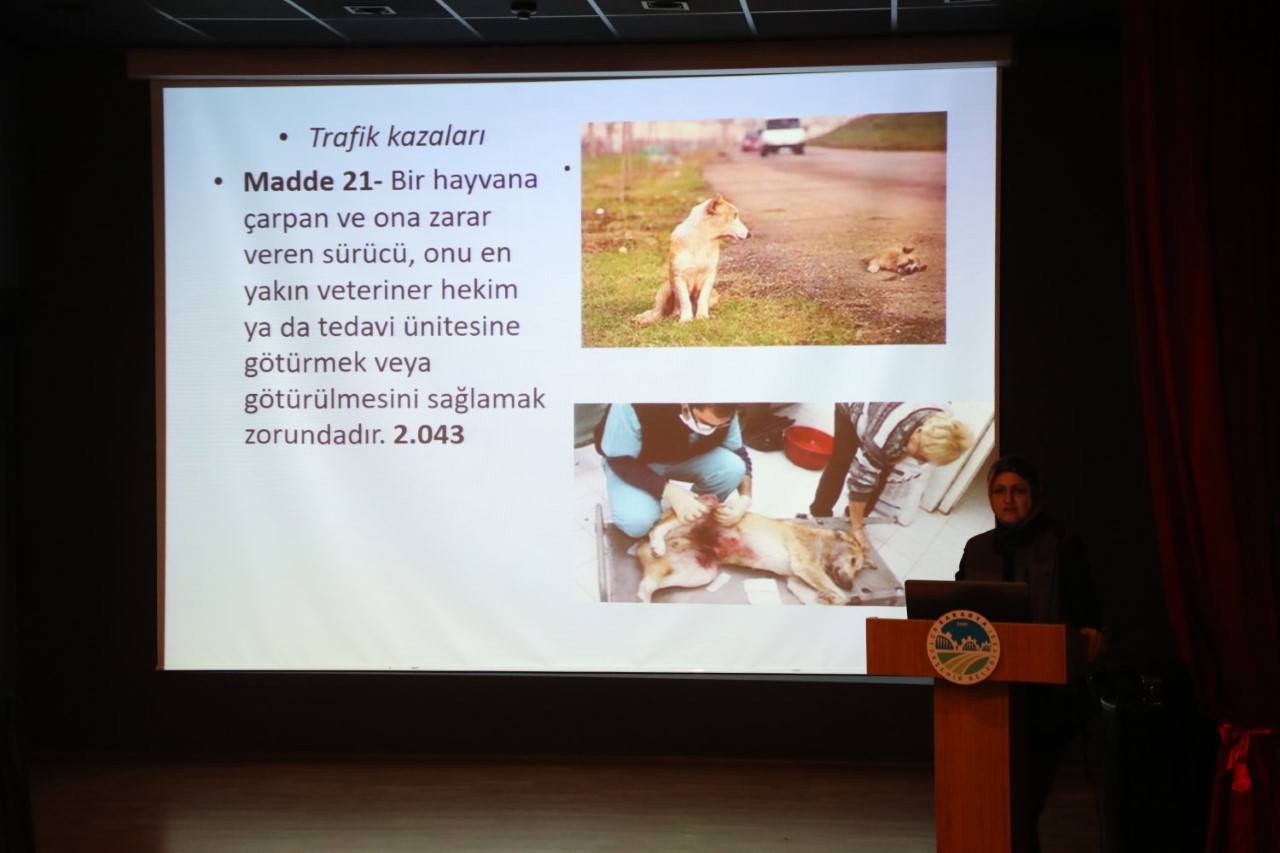 sokak hayvanları için