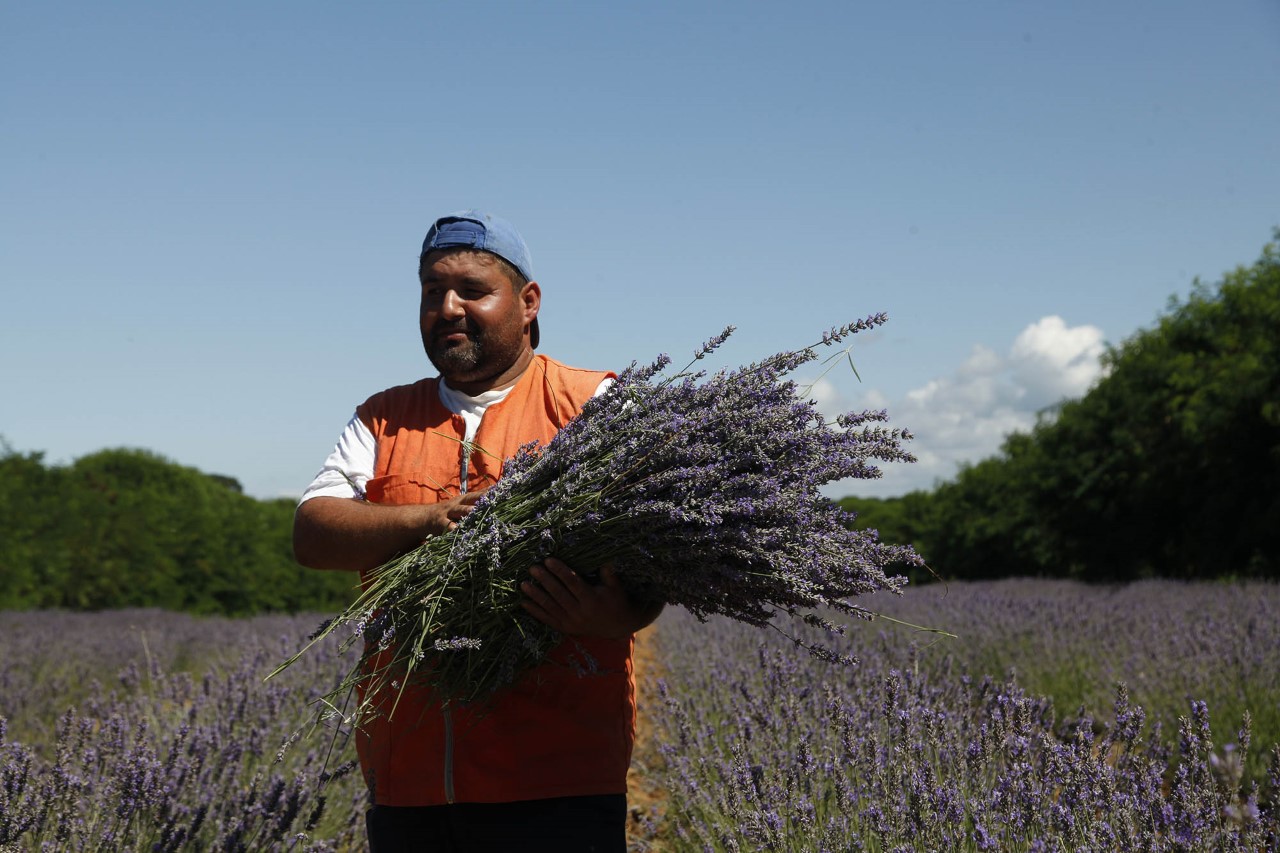 aromatik bitkinin merkez üssü ol