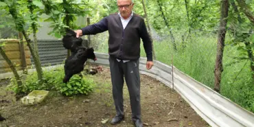 TAVUK VE HOROZLARI BAŞIBOŞ KÖPEKLER TARAFINDAN TELEF EDİLDİ DURUMA TEPKİ GÖSTEREN VATANDAŞ, BELEDİYEDEN YARDIM İSTEDİ