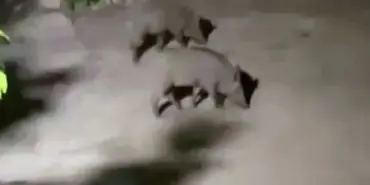 DOMUZ SÜRÜSÜ YERLEŞİM ALANINA İNDİ O ANLAR CEP TELEFONUYLA GÖRÜNTÜLENDİ