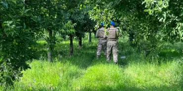 MEYVE HIRSIZLIKLARINA JANDARMADAN ÖNLEM