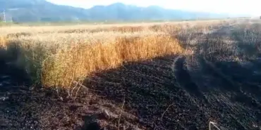 BUĞDAY TARLASINDA YANGIN: 15 DÖNÜM KÜLE DÖNDÜ