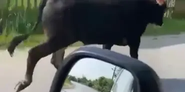 KAÇAN KURBANLIĞIN PEŞİNE ARABAYLA DÜŞTÜLER SAHİBİNDEN KAÇARAK CADDE ÜZERİNDE KOŞAN KURBANLIK KAMERAYA YANSIDI