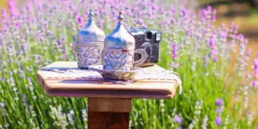 LAVANTA BAHÇESİ FOTOĞRAFÇILARIN VE YERLİ TURİSTLERİN UĞRAK NOKTASI OLDU