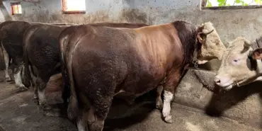 SAKARYA'DA EN UCUZ KURBANLIK HİSSESİ 8 BİN LİRADAN BAŞLIYOR