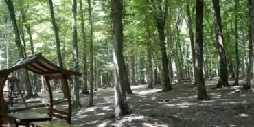 sakaryada-ormanlik-alanlara-girisler-yasaklandi-E3Hk