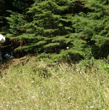 TEM OTOYOLU'NUN KOCAELİ GEÇİŞİNDE YEŞİLLİK ALANDA ÇÜRÜMÜŞ CESET BULUNDU