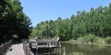 DOĞA HARİKASI ACARLAR LONGOZ'UNDA NİLÜFERLER AÇTI