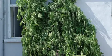 JANDARMADAN UYUŞTURUCU OPERASYONU: 1 GÖZALTI