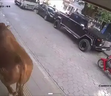 SICAKTAN BUNALAN TOSUN KLİMALI DÜKKANA GİREREK SERİNLEDİ