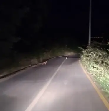 KOVALADIKLARI TAVŞANI TİLKİYE KAPTIRIYORLARDI
