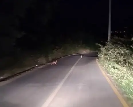 KOVALADIKLARI TAVŞANI TİLKİYE KAPTIRIYORLARDI