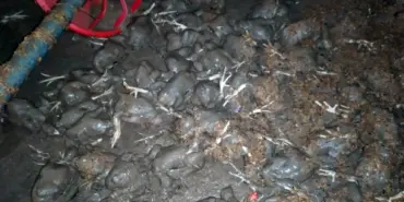YAĞIŞ O İLÇEYİ DE VURDU: TAVUK ÇİFTLİĞİNİ SU BASTI 20 BİNE YAKIN CİVCİV TELEF OLDU TARIM ARAZİLERİ VE YOLLAR SU ALTINDA KALDI, İLÇEDE HAYAT OLUMSUZ ETKİLENDİ