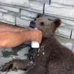 BİTKİN HALDE BULDUKLARI YAVRU AYIYI BİBERONLA BESLEDİLER