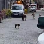CESUR KEDİ BOYUNDAN BÜYÜK 3 KÖPEĞE KAFA TUTUP SOKAKTAN GEÇİRMEDİ