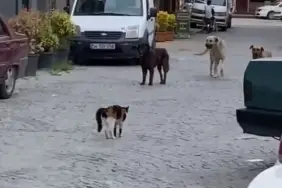 CESUR KEDİ BOYUNDAN BÜYÜK 3 KÖPEĞE KAFA TUTUP SOKAKTAN GEÇİRMEDİ