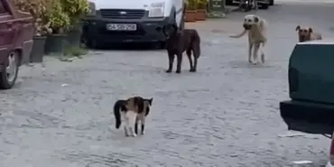 CESUR KEDİ BOYUNDAN BÜYÜK 3 KÖPEĞE KAFA TUTUP SOKAKTAN GEÇİRMEDİ