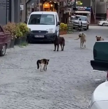 CESUR KEDİ BOYUNDAN BÜYÜK 3 KÖPEĞE KAFA TUTUP SOKAKTAN GEÇİRMEDİ