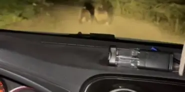 OTOMOBİLDEN KAÇAN YAVRU AYILAR GÖRÜNTÜLENDİ