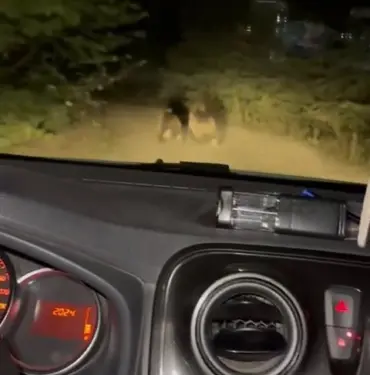 OTOMOBİLDEN KAÇAN YAVRU AYILAR GÖRÜNTÜLENDİ