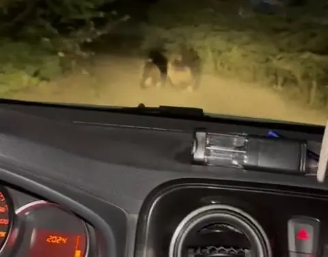 OTOMOBİLDEN KAÇAN YAVRU AYILAR GÖRÜNTÜLENDİ