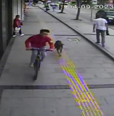 SOKAK KÖPEĞİNİN KOVALADIĞI BİSİKLETLİ YAYAYA ÇARPTI