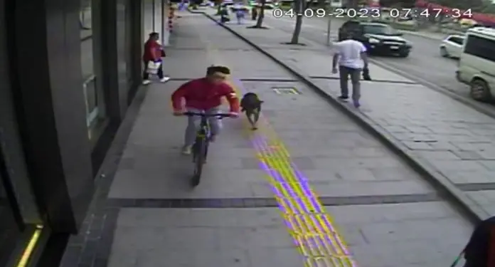 SOKAK KÖPEĞİNİN KOVALADIĞI BİSİKLETLİ YAYAYA ÇARPTI