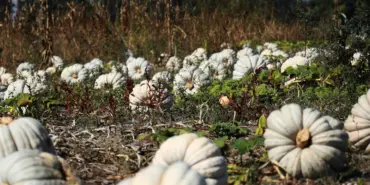COĞRAFİ İŞARETLİ MEŞHUR SAKARYA KABAĞINDA HASAT ZAMANI 'BEYAZ ELMAS' OLARAK ADLANDIRILIYOR, TADI DAMAKLARDA KALIYOR TARLADAN SOFRAYA YOLCULUĞU BAŞLAYAN BAL KABAKLARI YURT DIŞINA DA İHRAÇ EDİLİYOR