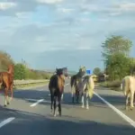 ASFALTI PİST SANIP DÖRTNALA KOŞTULAR: GÖRENLER ŞAŞKINA DÖNDÜ