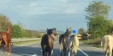 ASFALTI PİST SANIP DÖRTNALA KOŞTULAR: GÖRENLER ŞAŞKINA DÖNDÜ