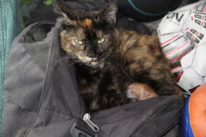 Harmanlıksporda kedi minnoş malzeme deposunda doğum yapınca antrenmanlar ertelendi, anne kedi özel bakıma alındı, yavrular için seferberlik ilan edildi