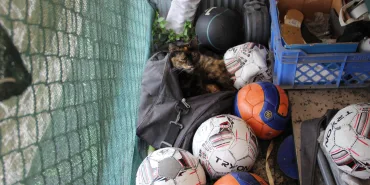 thumbnail_Kedi minnoş malzeme deposunda doğum yaptı (2)