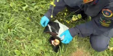 SOKAK KÖPEĞİ, ZİYNET EŞYASI DOLU ÇANTAYI ALIP GİTTİ ZİYNET EŞYASI DOLU ÇANTA ÇALINDI SANILDI, GERÇEK, GÜVENLİK KAMERASI GÖRÜNTÜLERİ İLE ORTAYA ÇIKTI