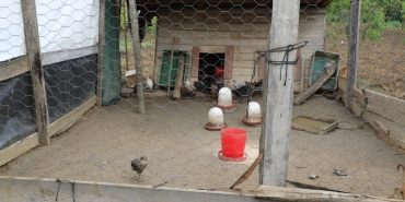 BAŞIBOŞ KÖPEKLER, 60'DAN FAZLA TAVUK VE ÖRDEK YAVRUSUNU TELEF ETTİ