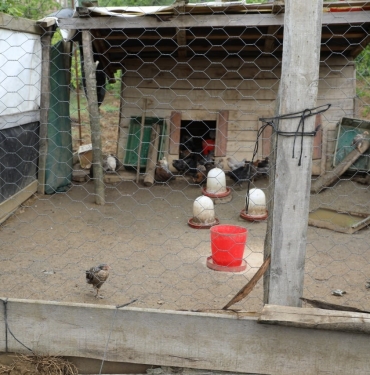 BAŞIBOŞ KÖPEKLER, 60'DAN FAZLA TAVUK VE ÖRDEK YAVRUSUNU TELEF ETTİ