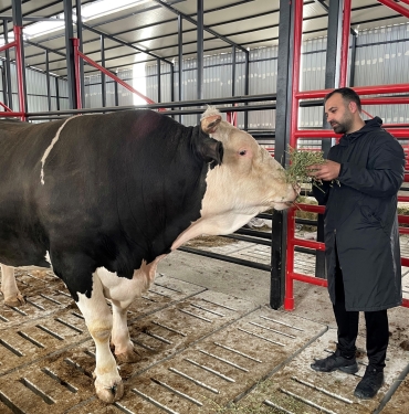 BU TOSUNUN FİYATI DA AĞIRLIĞI DA BİR OTOMOBİL KADAR: TAM 1,6 TON SAKARYA'DA FİYATI ARABALARLA YARIŞAN 'PAŞA' SATIŞA ÇIKARILDI 4 YILDIR TOSUNA ÇOCUĞU GİBİ BAKAN BARIŞ DEMİR: "AYNI EVLAT, BİR ÇOCUK GİBİ BÜYÜTTÜK"