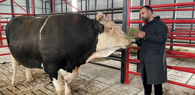 BU TOSUNUN FİYATI DA AĞIRLIĞI DA BİR OTOMOBİL KADAR: TAM 1,6 TON SAKARYA'DA FİYATI ARABALARLA YARIŞAN 'PAŞA' SATIŞA ÇIKARILDI 4 YILDIR TOSUNA ÇOCUĞU GİBİ BAKAN BARIŞ DEMİR: "AYNI EVLAT, BİR ÇOCUK GİBİ BÜYÜTTÜK"