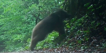 BOZ AYININ ORMAN GEZİNTİSİ FOTOKAPANA YANSIDI