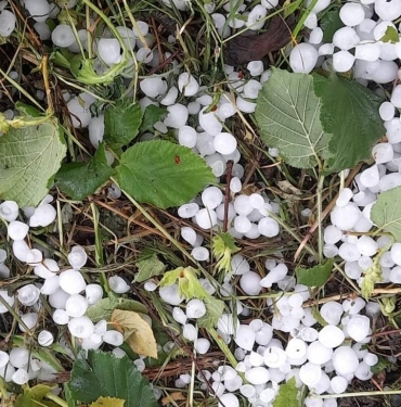 SAKARYA'DA DOLU YAĞIŞI ETKİLİ OLDU, TARIM ARAZİLERİ ZARAR GÖRDÜ