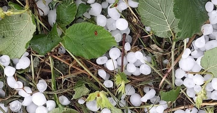 SAKARYA'DA DOLU YAĞIŞI ETKİLİ OLDU, TARIM ARAZİLERİ ZARAR GÖRDÜ