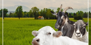 thumbnail_STBCANLI HAYVAN BORSASI POST - 1