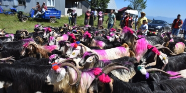 117 YILDIR DEVAM EDEN GELENEK: GELİN GİBİ SÜSLENEN HAYVANLARI İLE GÖÇE BAŞLADILAR GELİN GİBİ SÜSLEDİKLERİ HAYVANLAR İLE KEMENÇE, DAVUL VE ZURNA EŞLİĞİNDE YOLLARA DÜŞTÜLER