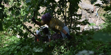 FINDIK HASADINA GÜNLER KALA ÜRETİCİ, TEMİZLİK İÇİN BAHÇEYE GİRDİ