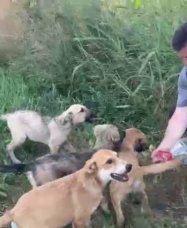 BELEDİYE BAŞKANINDAN ÖRNEK DAVRANIŞ: YAVRU KÖPEKLERE ELLERİYLE SU İÇİRDİ